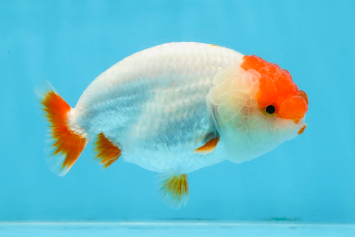 FLUFFY AAA Grade Red Head LionQueen 4-4.5 inches #102425LC_10