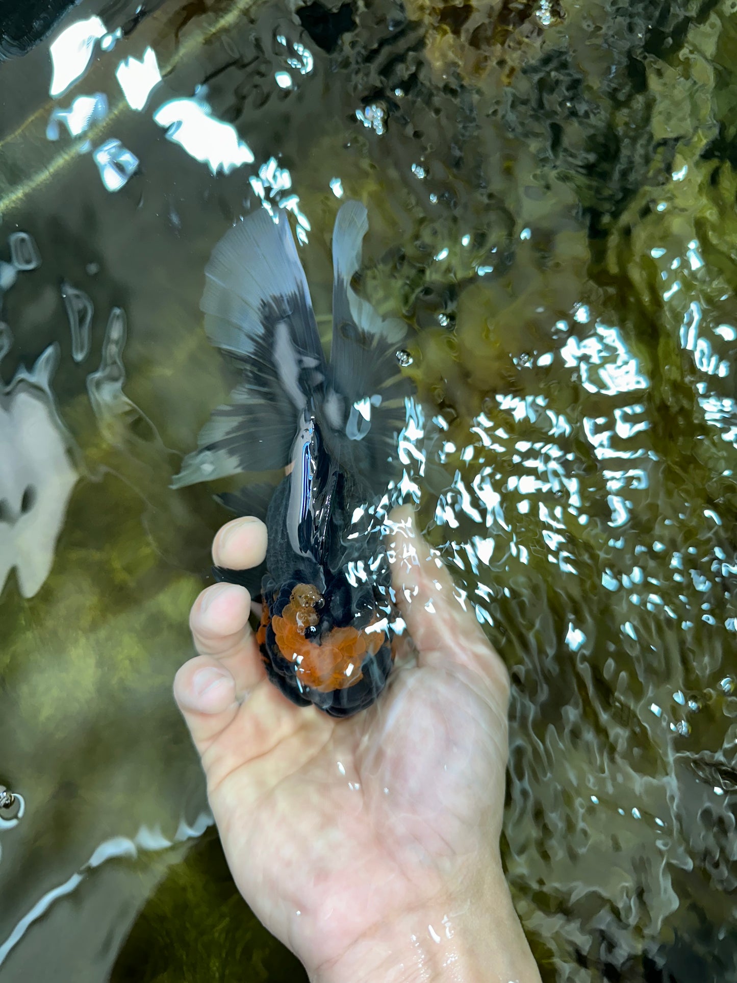 A Grade Lava Head Tricolor Oranda Male 5.5-6 inches #052325OR_08