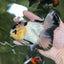 AAA Grade Panda Butterfly Oranda Female 5.5 inches #121324OR_14