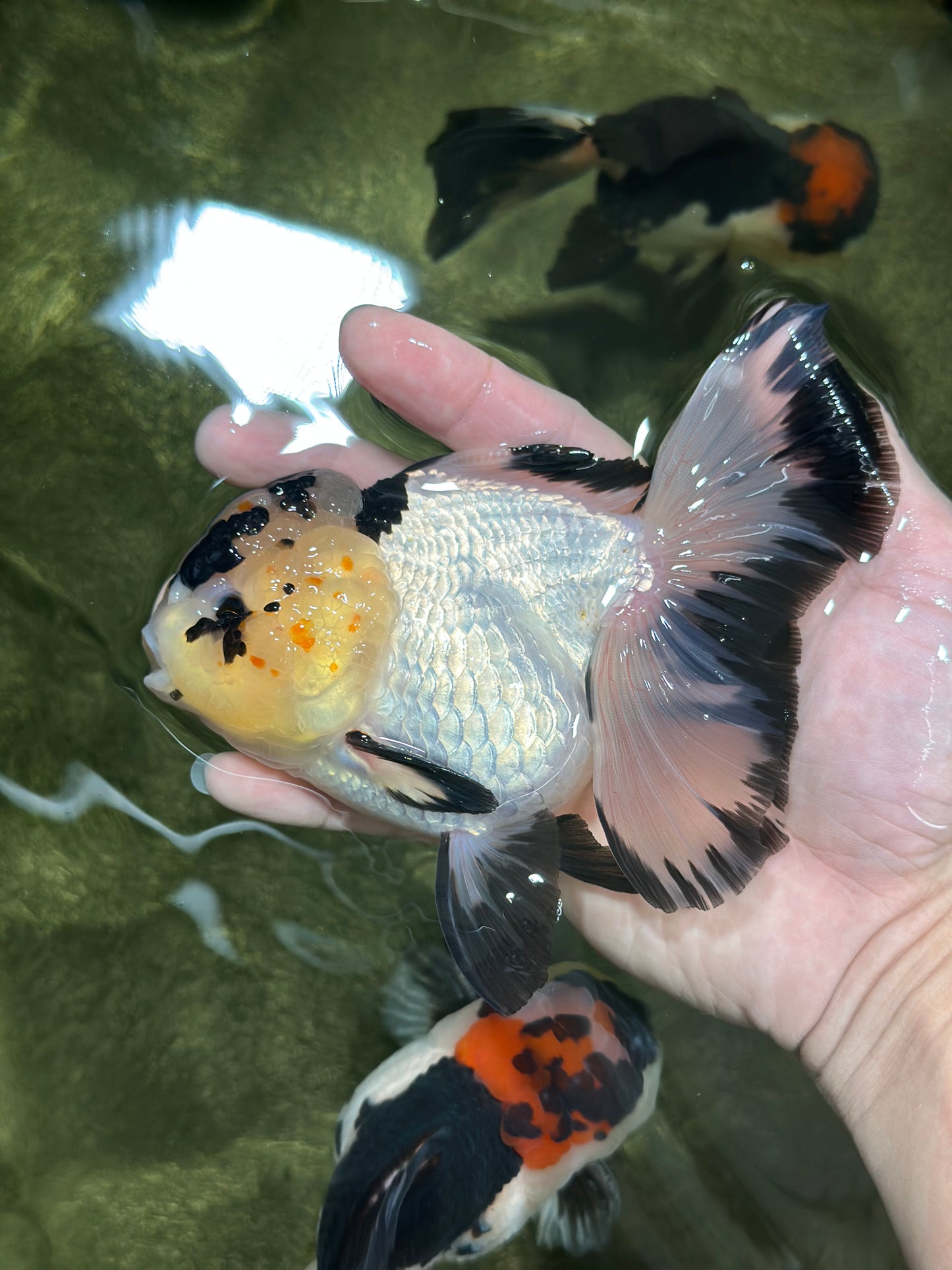 AAA Grade Panda Butterfly Oranda Female 5.5 inches #121324OR_14