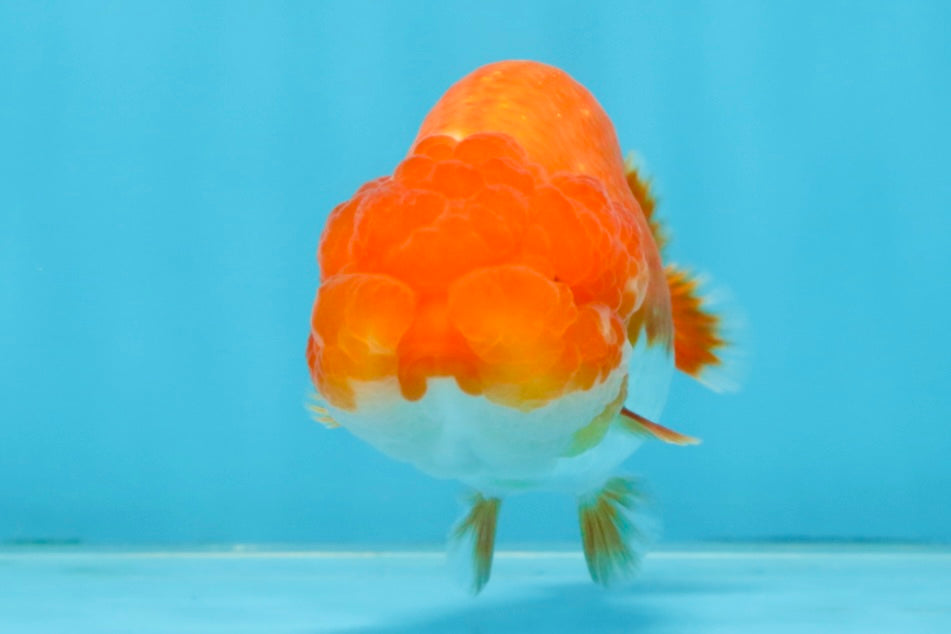 CHUBBY AAA Grade Red Head LionQueen 4-4.5 inches #102425LC_11