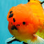 CHUNKY AAA Grade Tiger Oranda Male 6.5 inches #071726OR_27