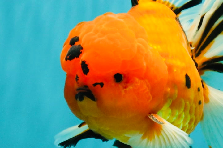 CHUNKY AAA Grade Tiger Oranda Male 6.5 inches #071726OR_27