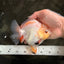 A Grade Chicken White Yuanbao Female 5 inches #062626YB_15