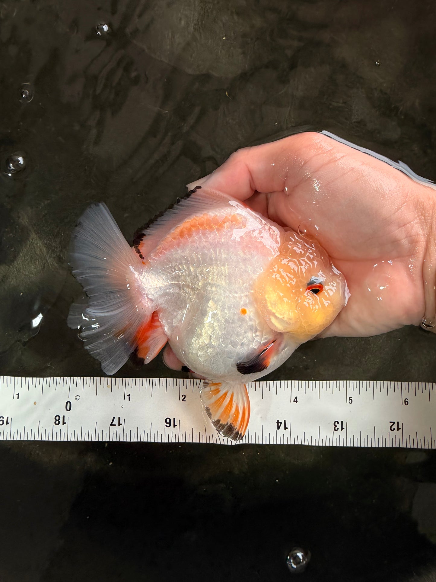 A Grade Chicken White Yuanbao Female 5 inches #062626YB_15
