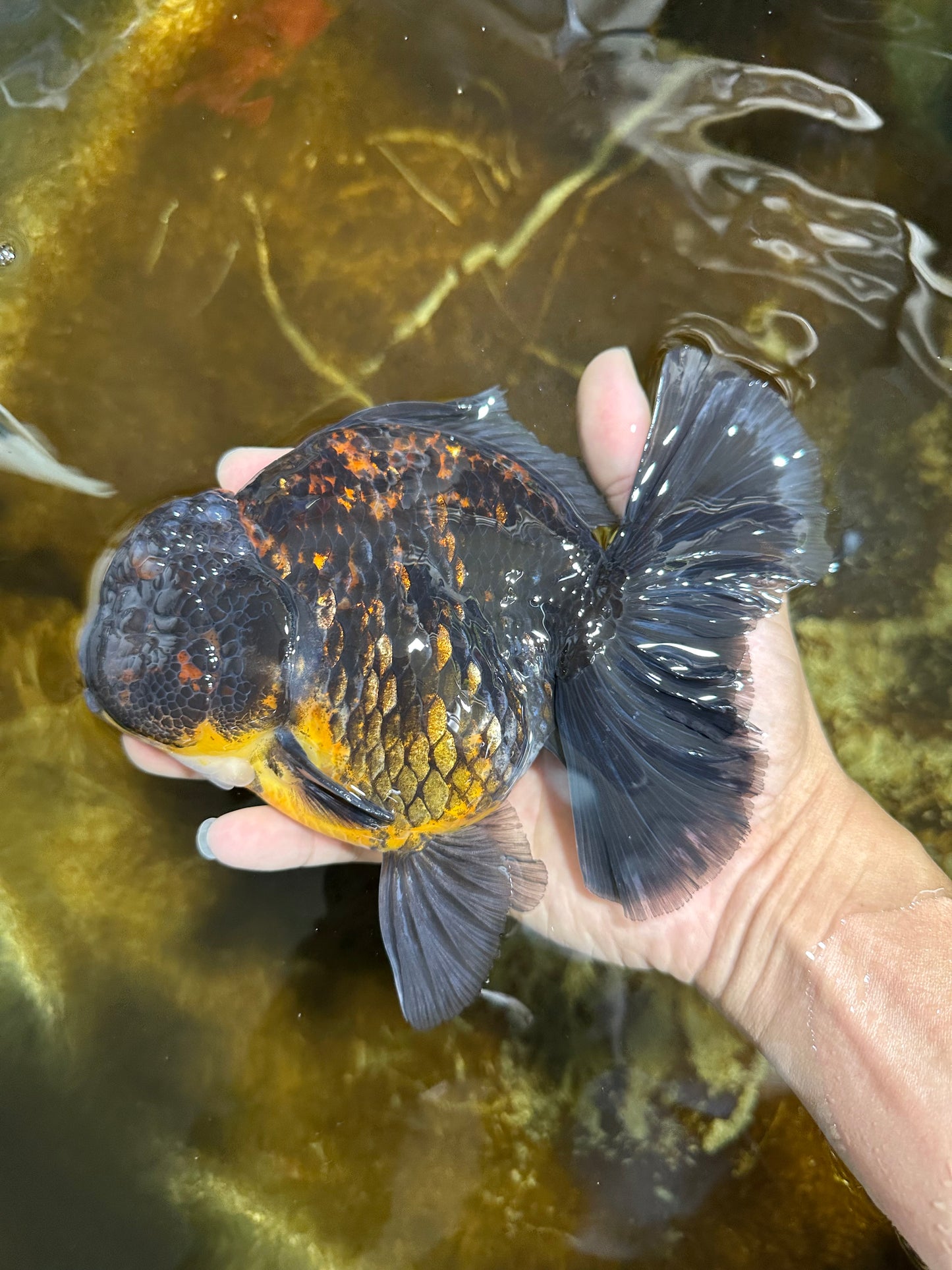 A Grade CHONKY Kirin Oranda Female 6.5 inches #072525OR_20