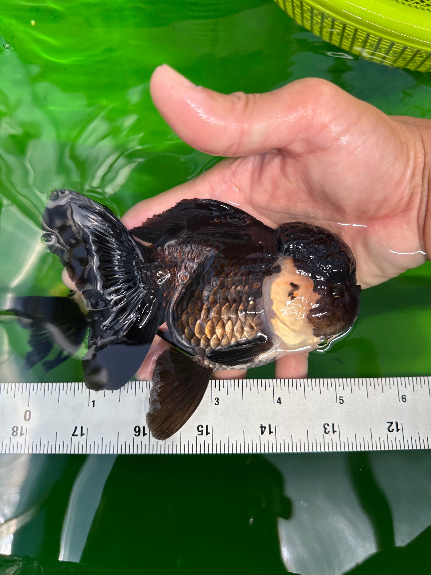 🐼 A Grade UNIQUE Panda Full Black Tail Oranda Female 5-5.5 inches #0531OR_13