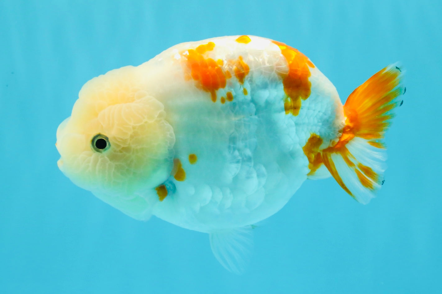 Sakura Chinese Ranchu Female 5.5 inches #022726RC_21