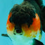 SHOW GRADE CHUBBY Tricolor Yuanbao Male 5 inches #071026YB_08