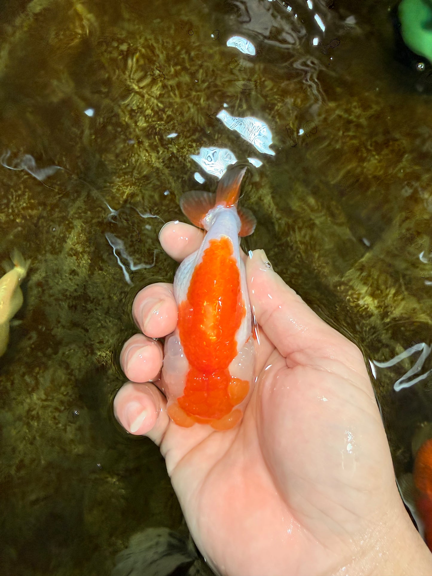 Red White Lionchu Female 4 inches #121925LC_04