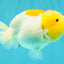 Red White Lionchu Female 4.5-5 Inches #100226LC_16