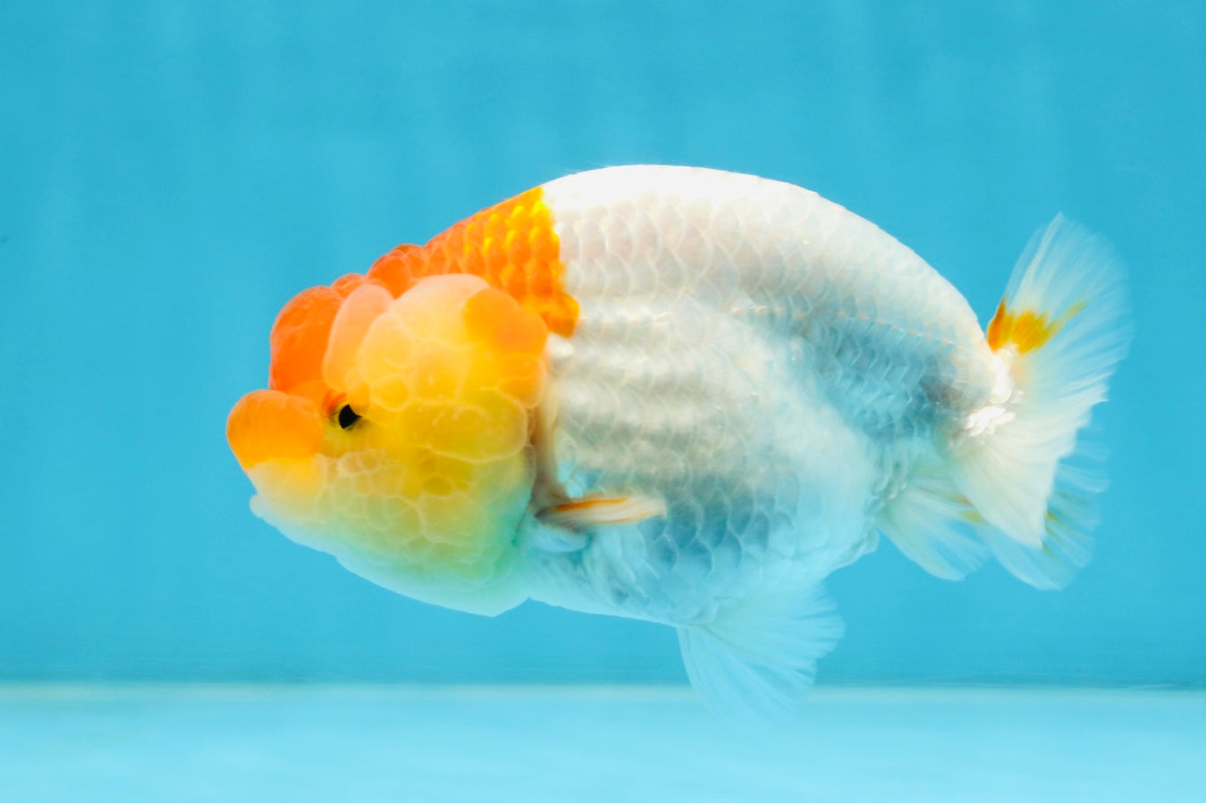 AAA Grade Young Red White Kohaku LionQueen 4 inches #101025LC_09