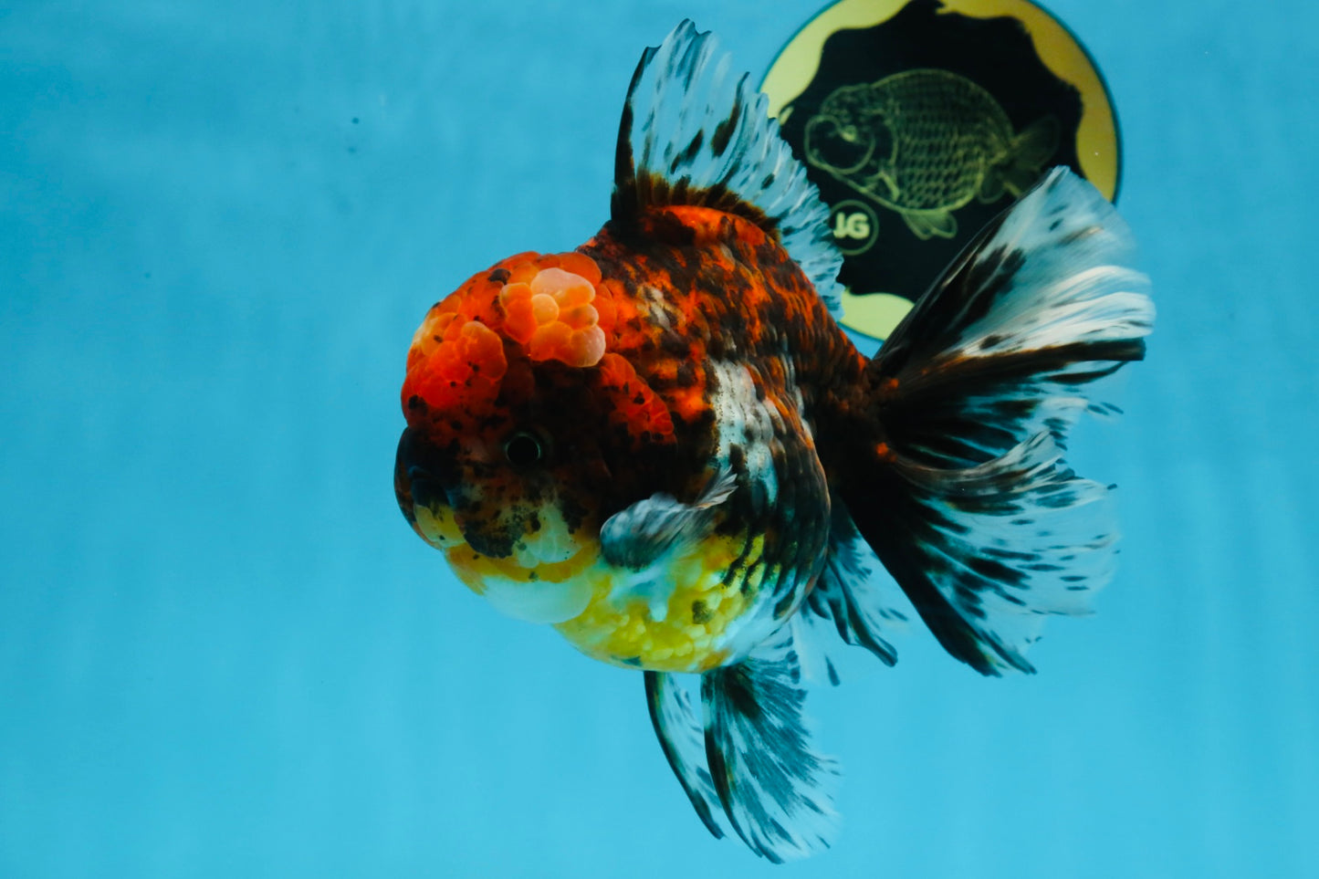 AAA Grade Calico Oranda Male 6 inches #101725OR_23