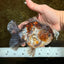 CHONKY A Grade Kirin Oranda Male 5.5 inches #121925OR_13
