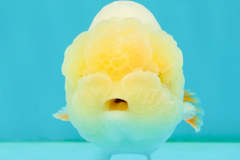 A Grade Red White LionQueen Female 4.5 inches #042426LC_17