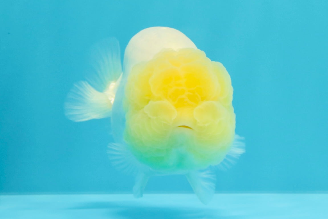 A Grade White LionQueen 4-4.5 inches #030626LC_02