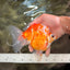 SPECIAL AAA Grade Indonesia Broadtail Sakura Ryukin Male 6-6.5 inches #082126RK_17