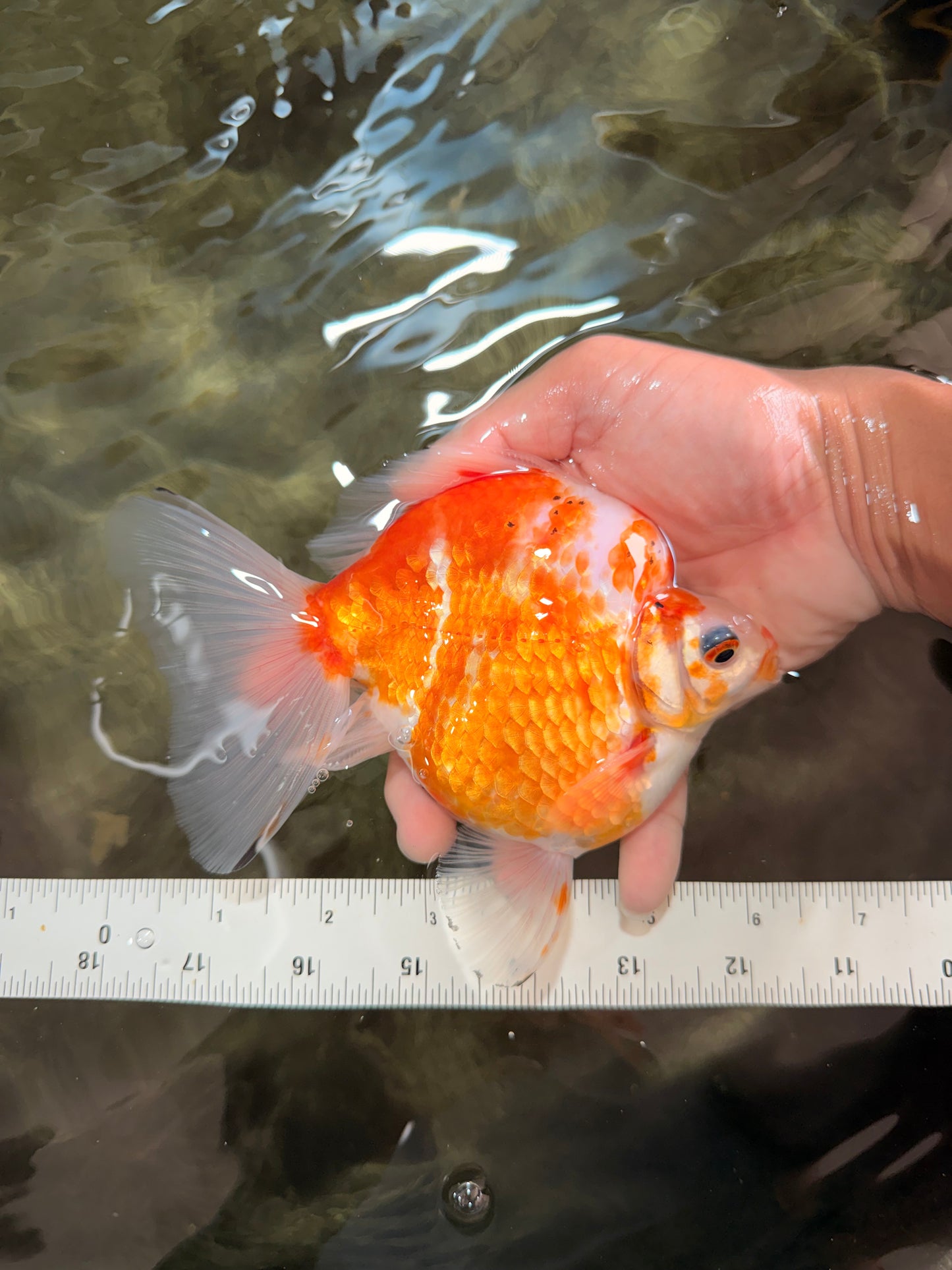 SPECIAL AAA Grade Indonesia Broadtail Sakura Ryukin Male 6-6.5 inches #082126RK_17