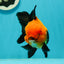 A Grade Grumpy Apache (Black Orange) Oranda Female 5 inches #110824OR_02