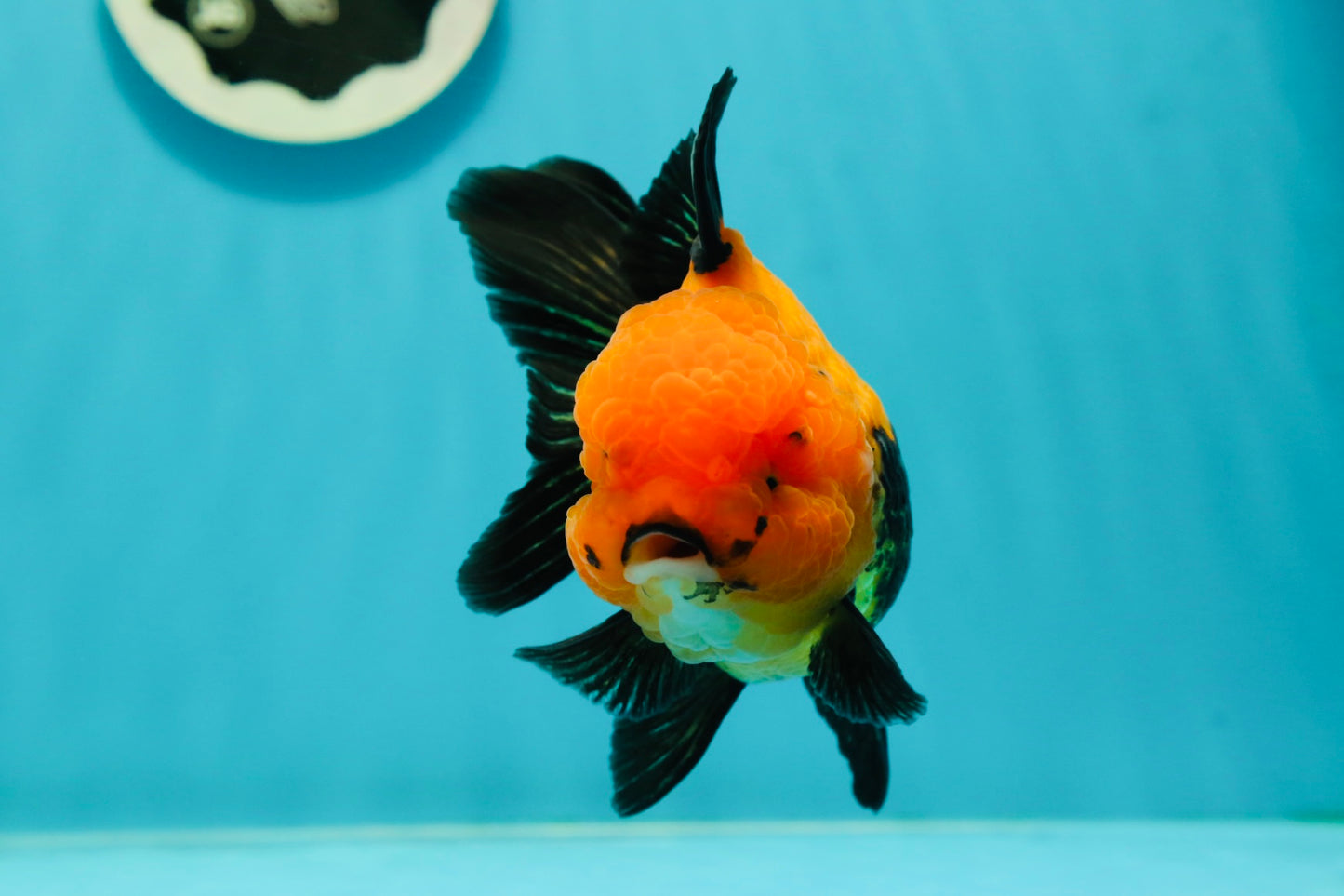 A Grade Grumpy Apache (Black Orange) Oranda Female 5 inches #110824OR_02