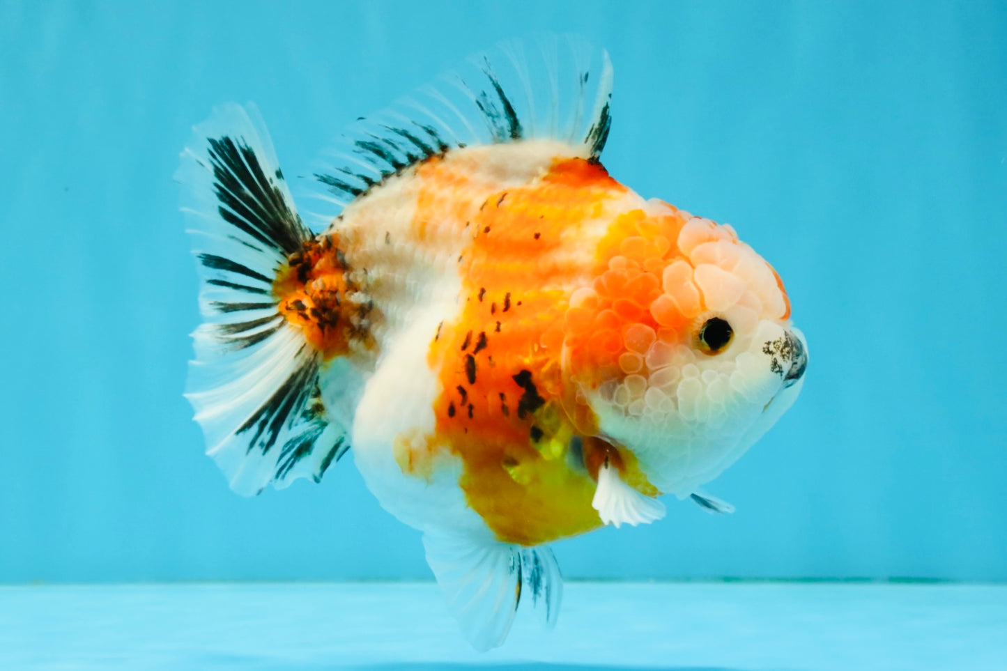 A Grade Sakura Yuanbao Female 5.5 inches #041026YB_24