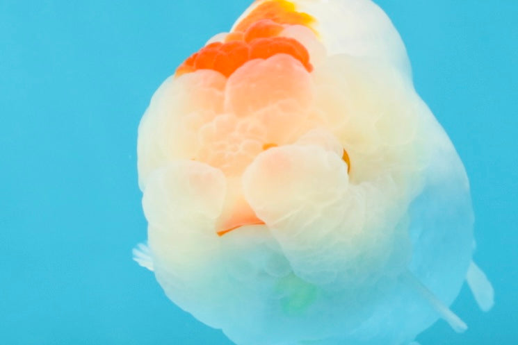 CHUBBY AAA Grade Kohaku Red White LionQueen 4.5-5 inches #032726LC_18