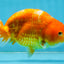 Sakura Chinese Ranchu Female 5 inches #120525RC_06