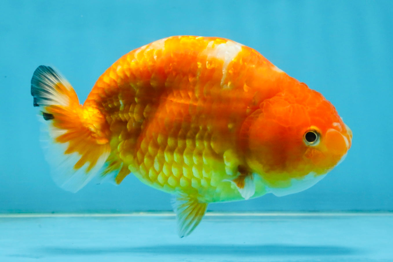 Sakura Chinese Ranchu Female 5 inches #120525RC_06