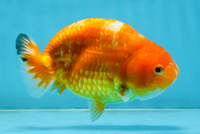 Sakura Chinese Ranchu Female 5 inches #120525RC_06