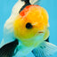 AAA Grade Special Tricolor Button Eyes Oranda Male 5 inches #080825OR_03