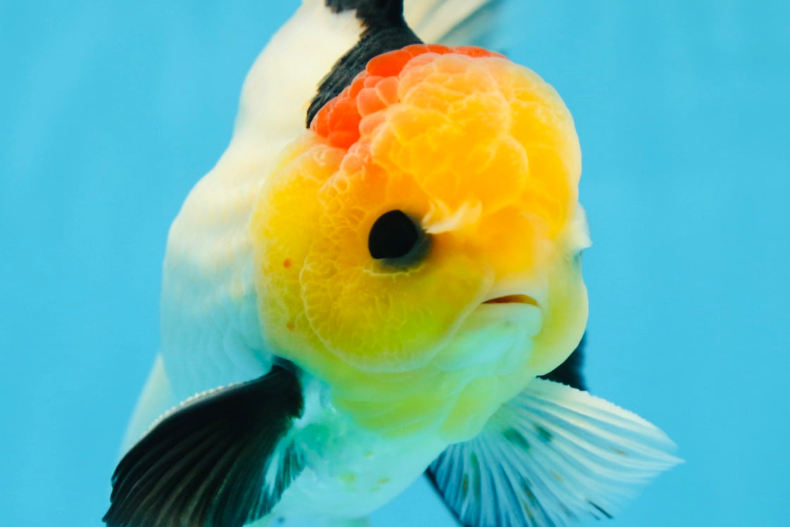 AAA Grade Special Tricolor Button Eyes Oranda Male 5 inches #080825OR_03