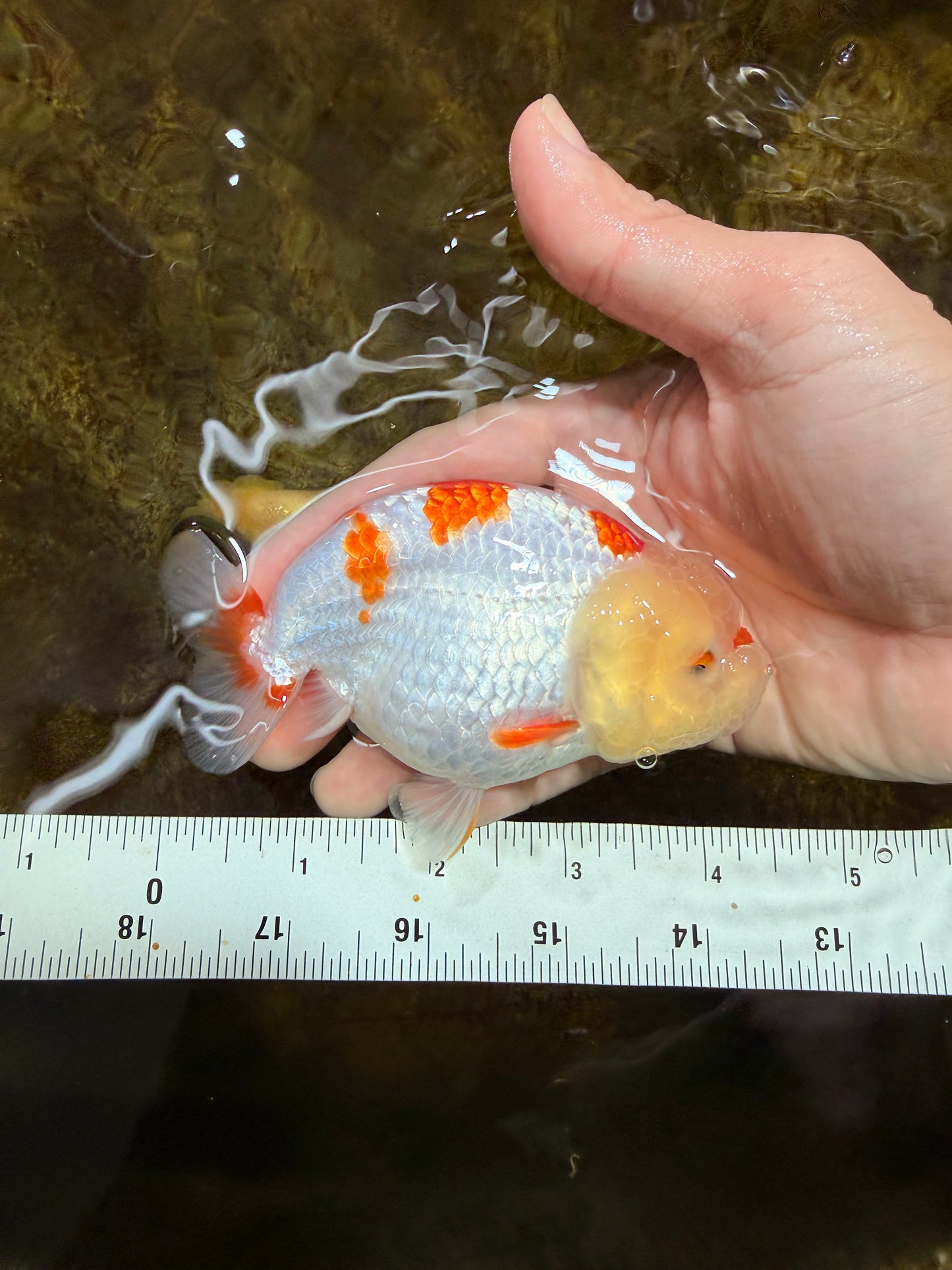 AAA Grade Pompom Kohaku LionQueen 4-4.5 inches #103125LC_19