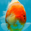A Grade SPECIAL Sakura Oranda Female 5.5-6 inches #051625OR_14