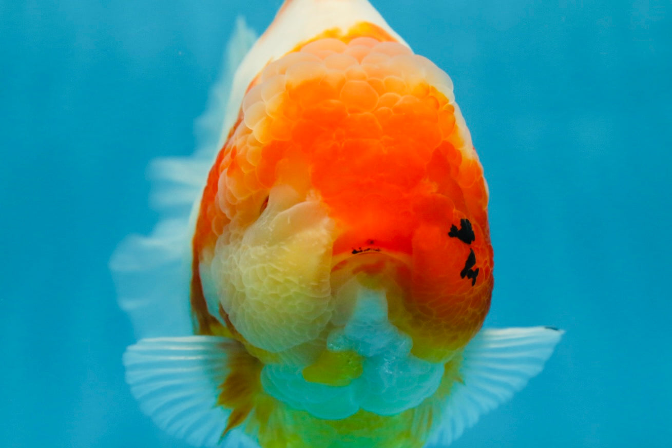 A Grade SPECIAL Sakura Oranda Female 5.5-6 inches #051625OR_14