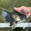 A Grade Fluffy Tail Panda Oranda Male 6.5 inches #010325OR_14