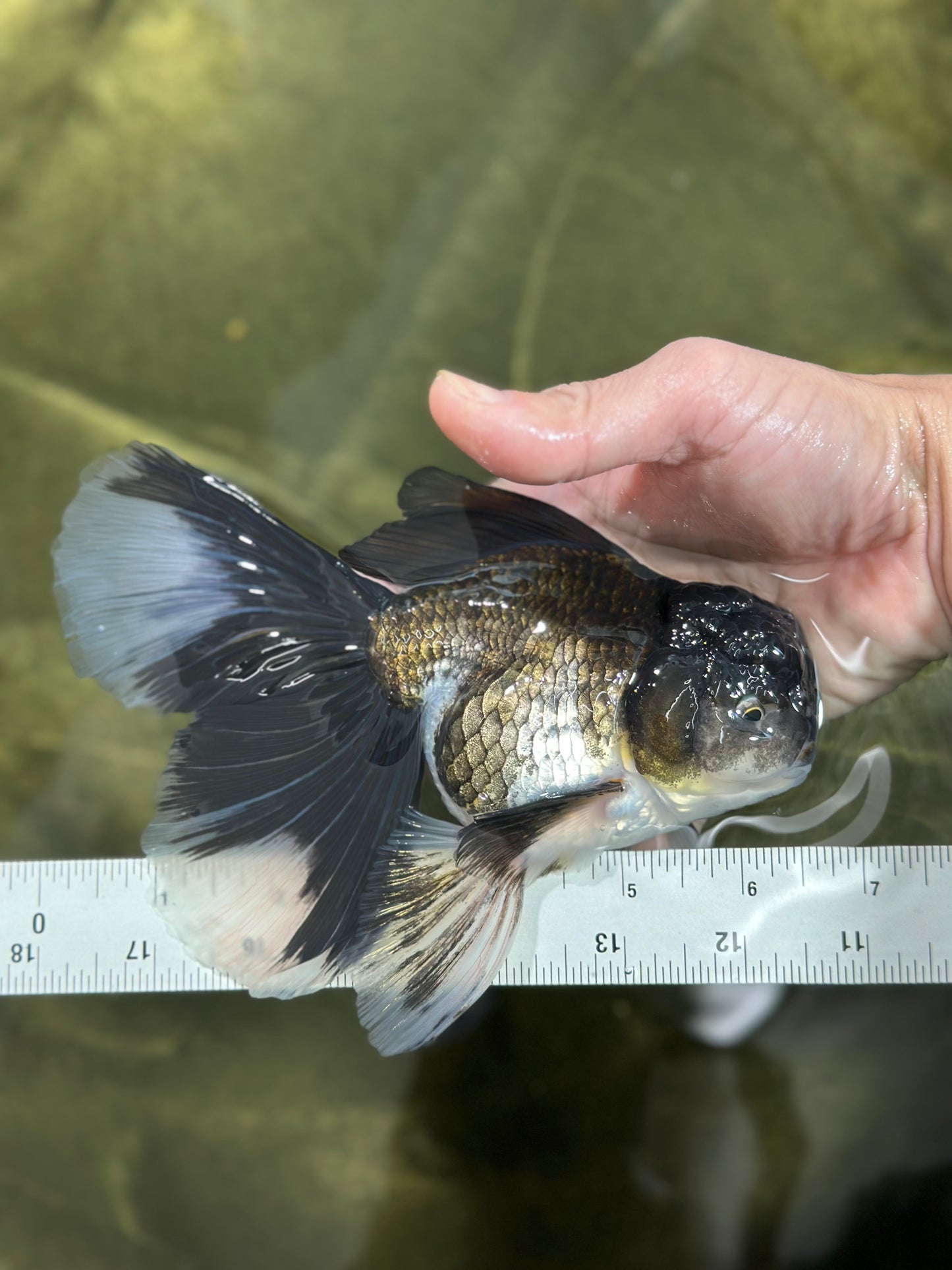 A Grade Fluffy Tail Panda Oranda Male 6.5 inches #010325OR_14