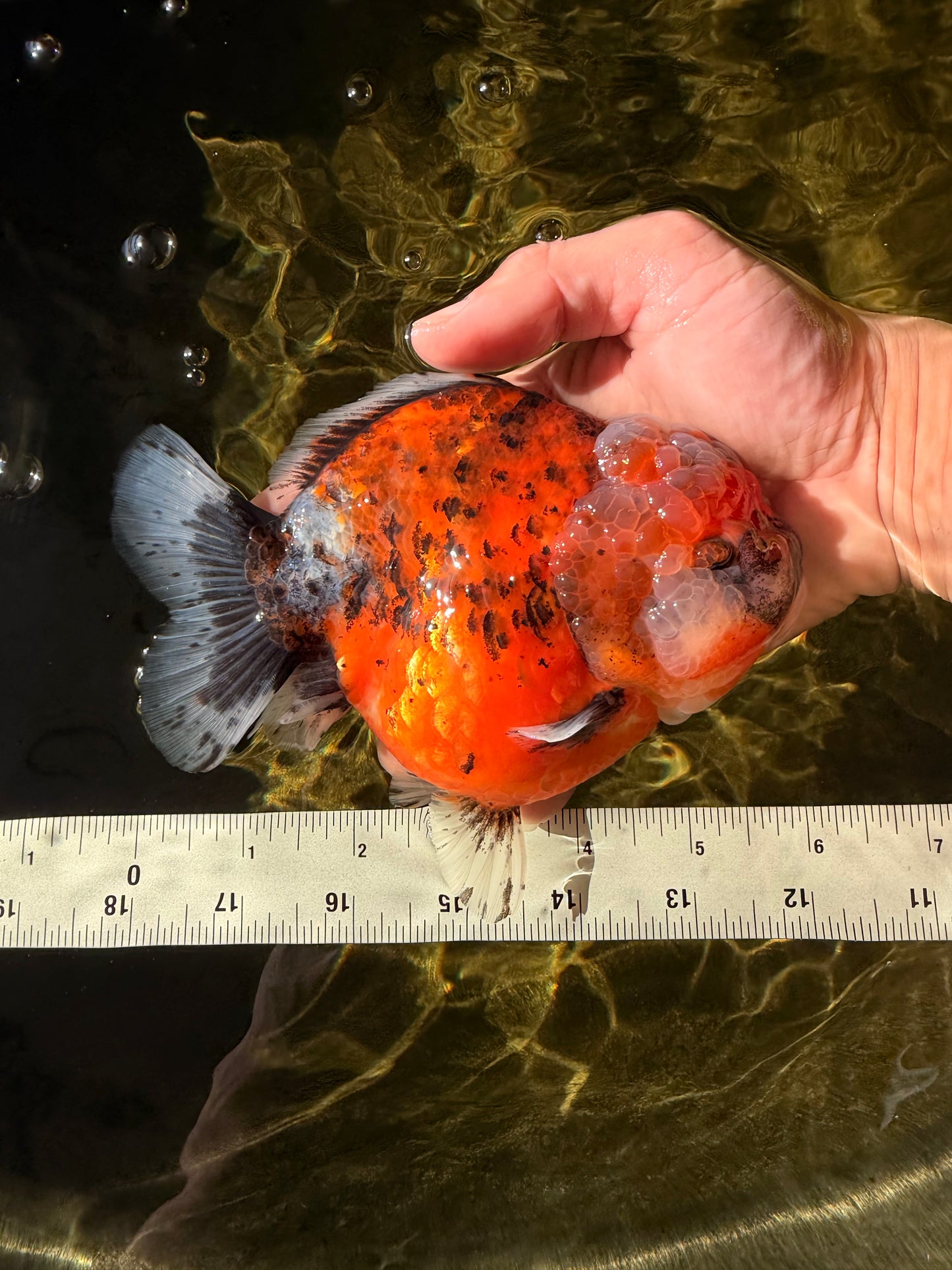 SPECIAL A Grade Sakura Yuanbao Female 5.5-6 inches #032026YB_27