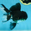 ELVIS PRESLEY A Grade Panda Oranda Male  5.5 inches #082225OR_18