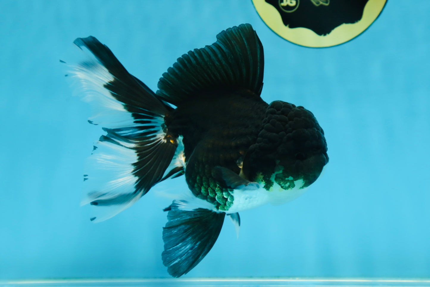 ELVIS PRESLEY A Grade Panda Oranda Male  5.5 inches #082225OR_18