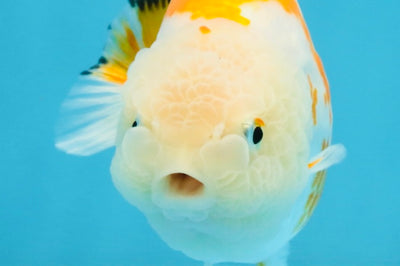 CHUBBY AAA Grade Kohaku Sakura LionQueen 4.5 inches #112825LC_01