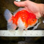 SUPER CHONKY A Grade Sakura Oranda Male 5.5-6 inches #120525OR_03