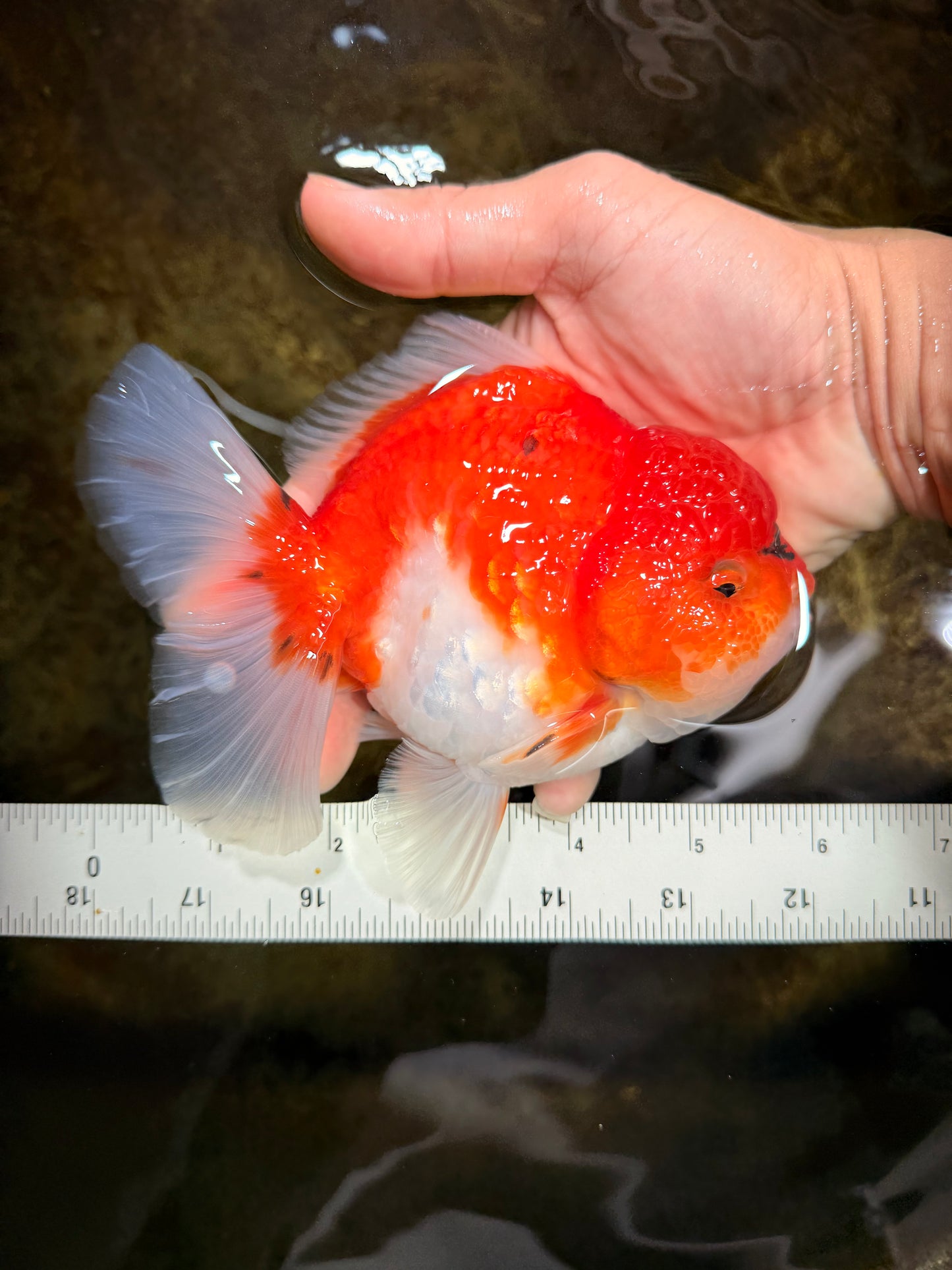 SUPER CHONKY A Grade Sakura Oranda Male 5.5-6 inches #120525OR_03