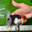 A Grade Tricolor Lava Head Oranda Female 5.5 inches #0927OR_30