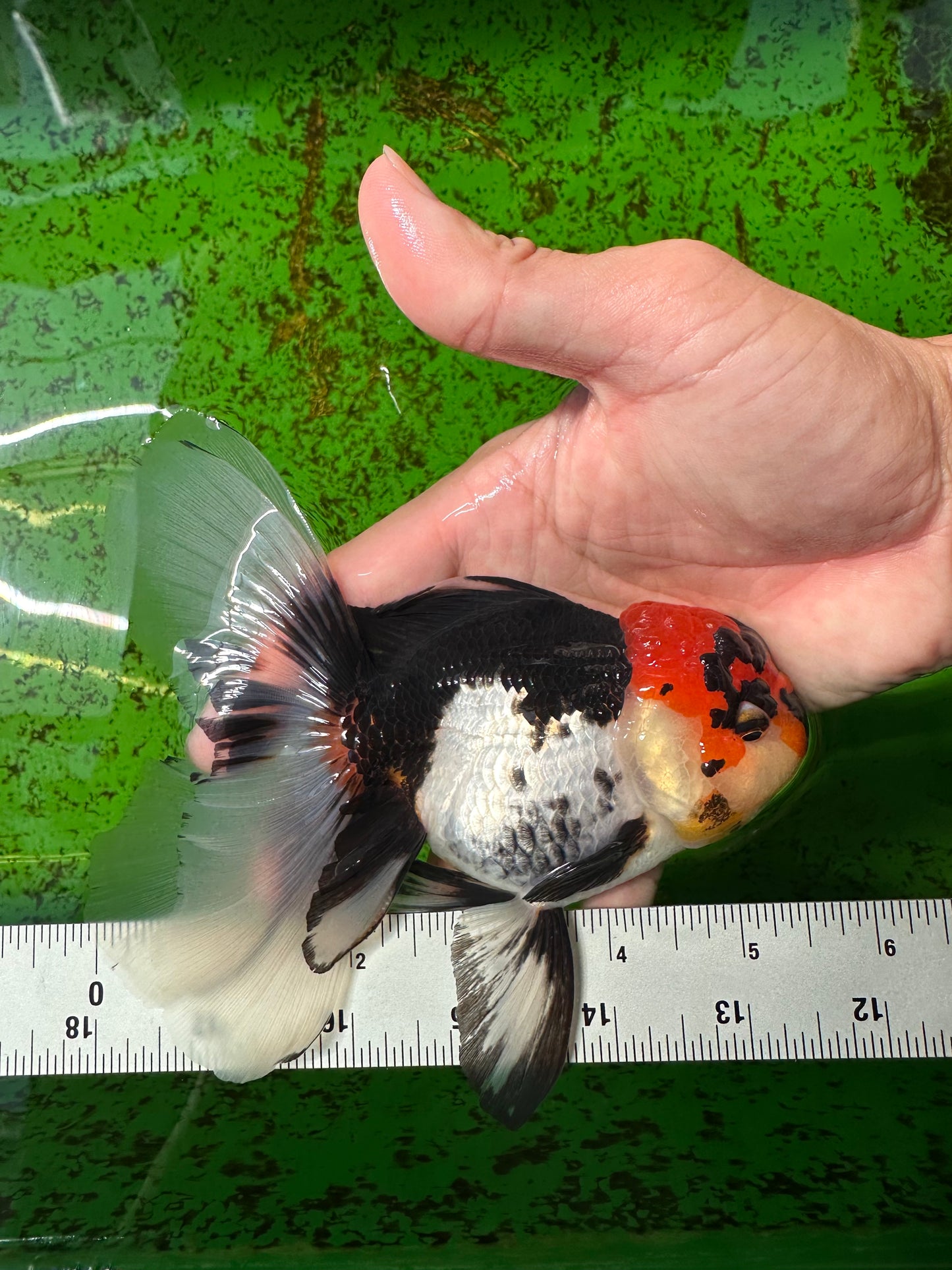 A Grade Tricolor Lava Head Oranda Female 5.5 inches #0927OR_30