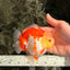 Little Chicken AAA Grade Red White Yuanbao Male 4.5-5 inches #061926YB_34