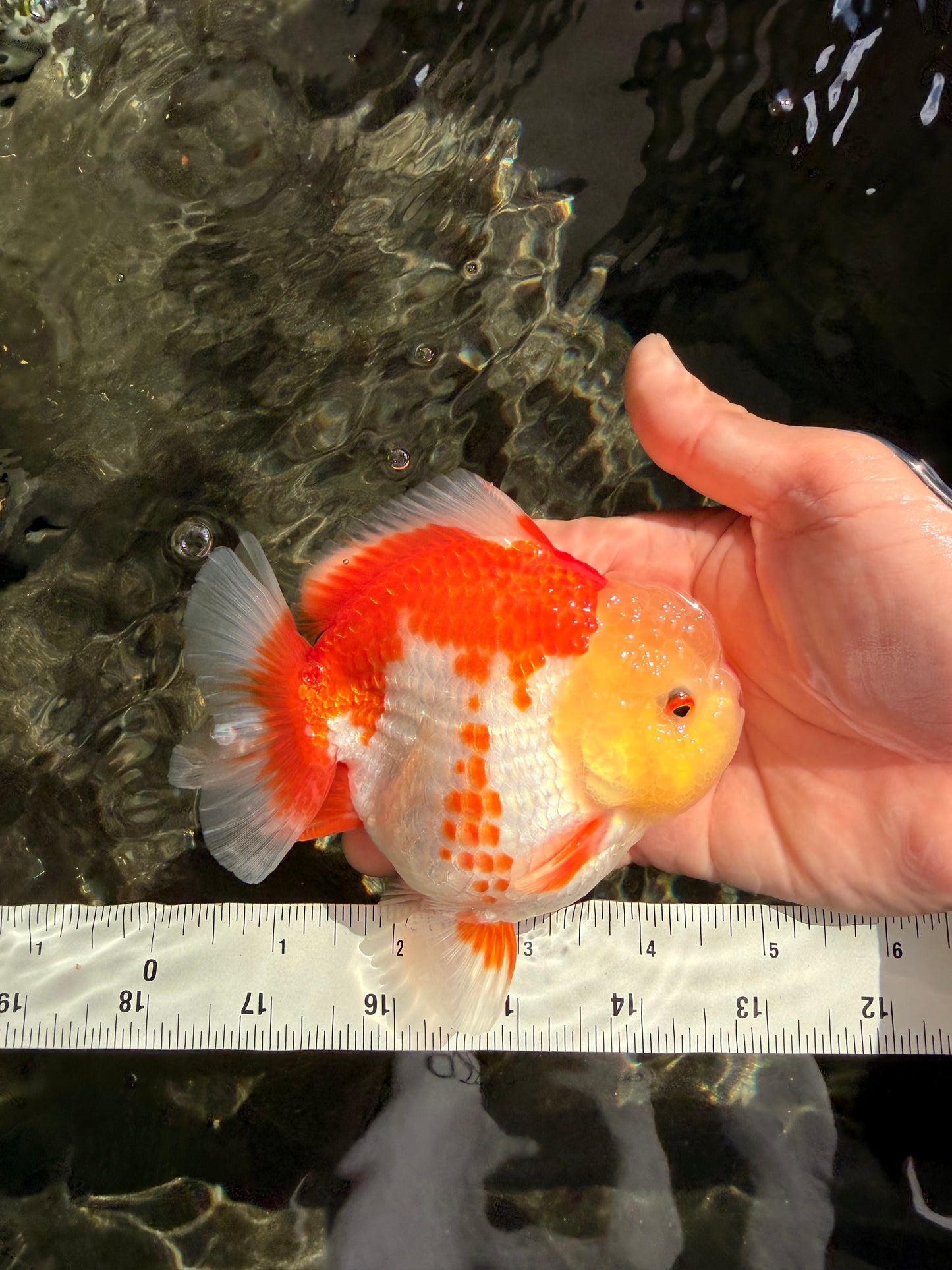 Little Chicken AAA Grade Red White Yuanbao Male 4.5-5 inches #061926YB_34