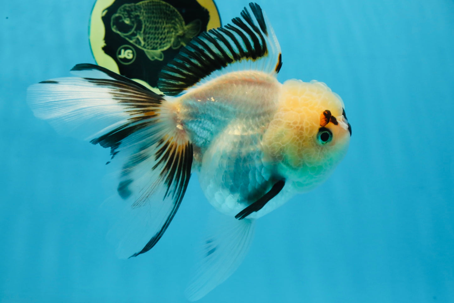 Tricolor Oranda Female 5.5 inches #100325OR_15