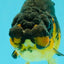 Apache Lionchu Female 4-4.5 inches #070326LC_31