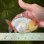 🐣 Baby Unique Color Mark Red White Lionchu Male 4.5 inches #0412LC_10
