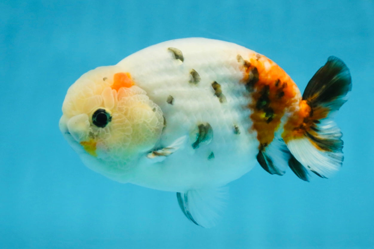 A Grade Calico LionKing 4.5-5 inches #121925LC_09